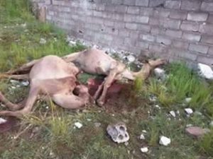 13900338_261413610911956_1958965458291720042_n