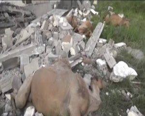 13902573_1561639427476428_2373173726514984983_n