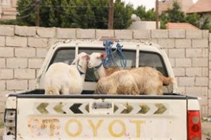 14199423_351438015188009_3336261609170960887_n