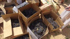 14074983_345402915791519_612100790_o