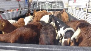 14114645_345402899124854_957313230_o