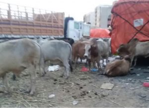 جمارك صنعاء تواصل إحتجاز عشرات الابقار وتجار المواشي يناشدون