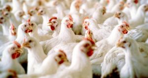 وصول اكثر من 29 مليون دجاجة الى العاصمة صنعاء مع المبعوث الأممي مارتن غريفيث