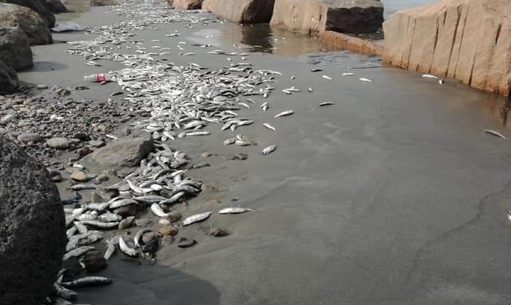 نفوق كميات ضخمة من الأسماك في ساحل أبين