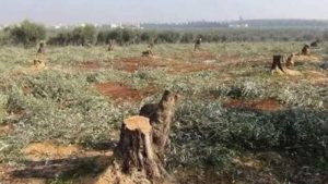 جماعات أوردوغان التكفيرية تقطع 400 شجرة زيتون في سوريا