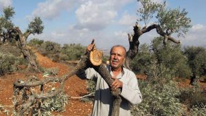 العدو الإسرائيلي يقتلع 45 شجرة زيتون بالضفة الغربية