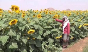 نجاح تجربة زراعة عباد الشمس في تهامة (شاهد الصورة)