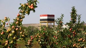 شاهد بالصور.. إنتاج أصناف جديدة من التفاح السكري لأول مرة في اليمن