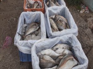 ضبط طن ونصف من الأسماك الفاسدة بمحافظة إب