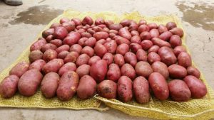بشرى للمزارعين.. انتاج بذور البطاطس تكشف عن صنف ذات انتاجية عالية