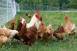 وزارة الصحة تنفي ما يتداوله البعض عن انتشار مرض مرتبط بلحوم الدجاج