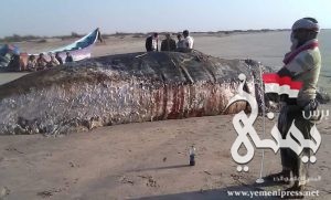 بالصورة..المخلفات الإماراتية تدمر البيئة البحرية لمحمية بلحاف في شبوة