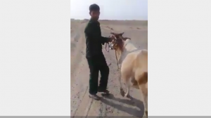 “بالفيديو” قائد الحزام (البقري) الإماراتي ينهب أبقار المواطنين بالقوة